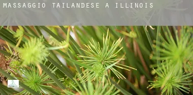 Massaggio tailandese a Illinois