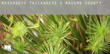 Massaggio tailandese a Macomb County