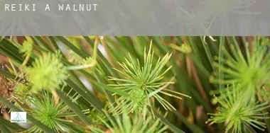 Reiki a Walnut